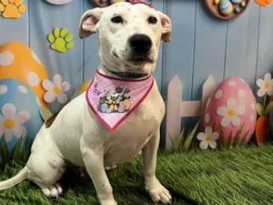 Cachorro raça SRD-ViraLata idade 2 anos nome Pandora 