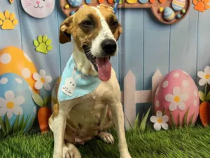 Cachorro raça SRD-ViraLata idade 2 anos nome Safira 