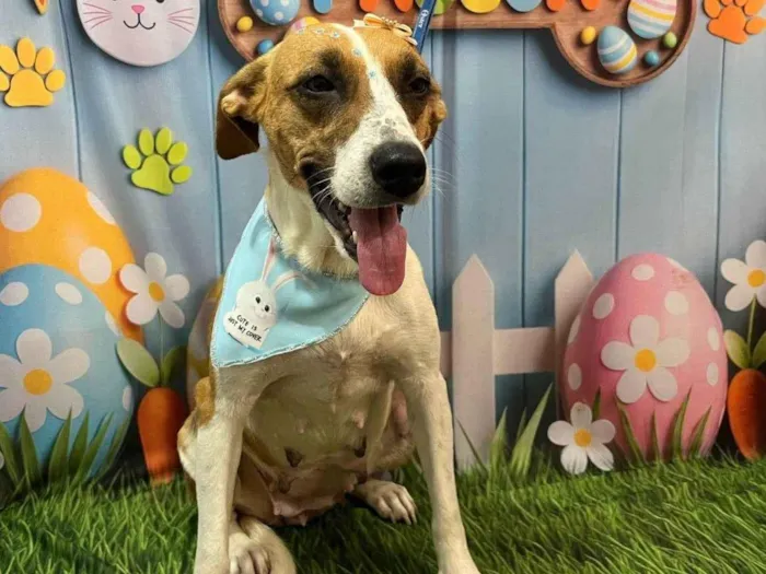 Cachorro ra a SRD-ViraLata idade 2 anos nome Safira 