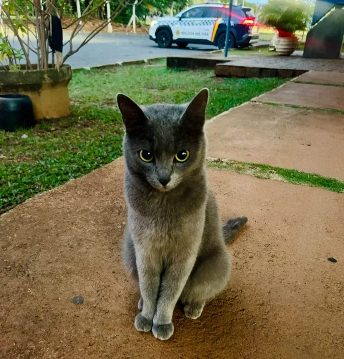 Gato raça SRD-ViraLata idade 7 a 11 meses nome Perla