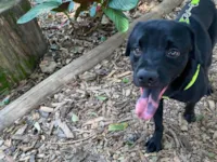 Cachorro raça SRD-ViraLata idade 2 anos nome Pretinho