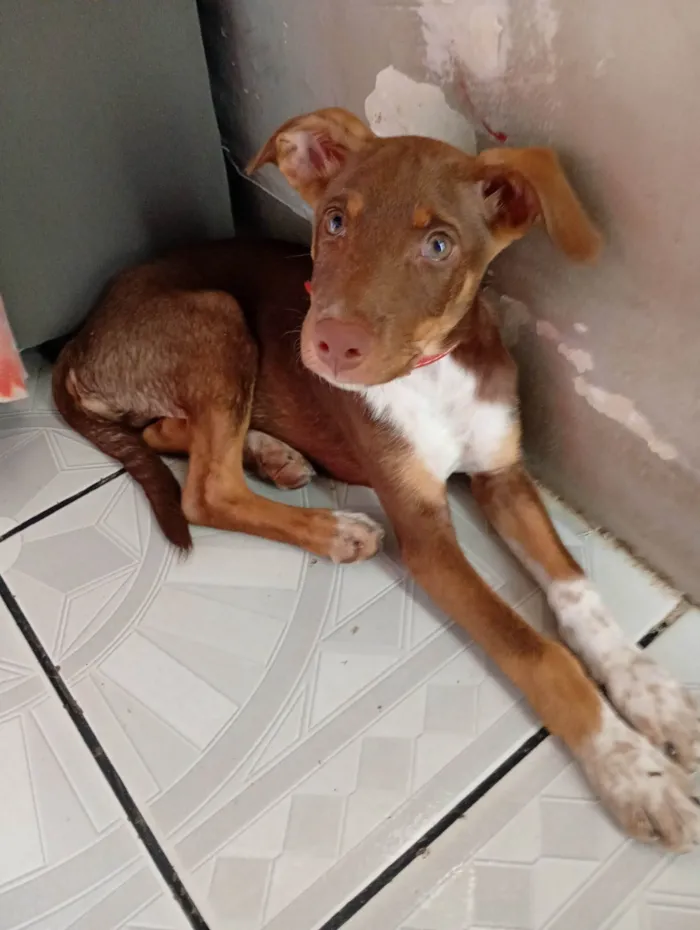 Cachorro ra a SRD-ViraLata idade 2 a 6 meses nome Marley 