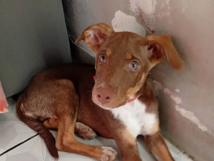 Cachorro ra a SRD-ViraLata idade 2 a 6 meses nome Marley 