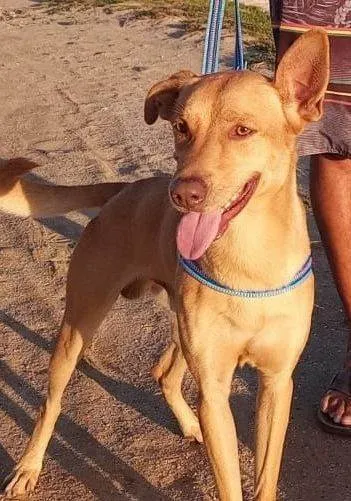 Cachorro ra a SRD-ViraLata idade 4 anos nome Toddy