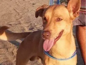 Cachorro raça SRD-ViraLata idade 4 anos nome Toddy
