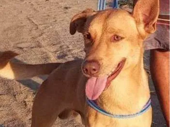 Cachorro raça SRD-ViraLata idade 4 anos nome Toddy