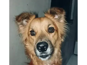 Cachorro ra a SRD-ViraLata idade 7 a 11 meses nome Theo 