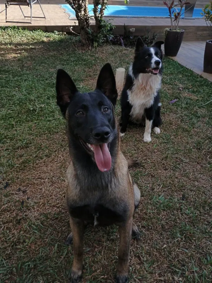 Cachorro ra a Pastor Alemão idade 2 anos nome warlen douglas santos