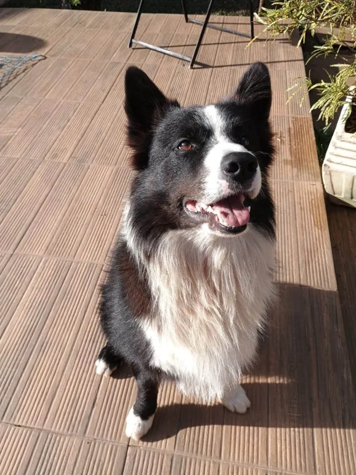 Cachorro ra a SRD-ViraLata idade 4 anos nome Thor