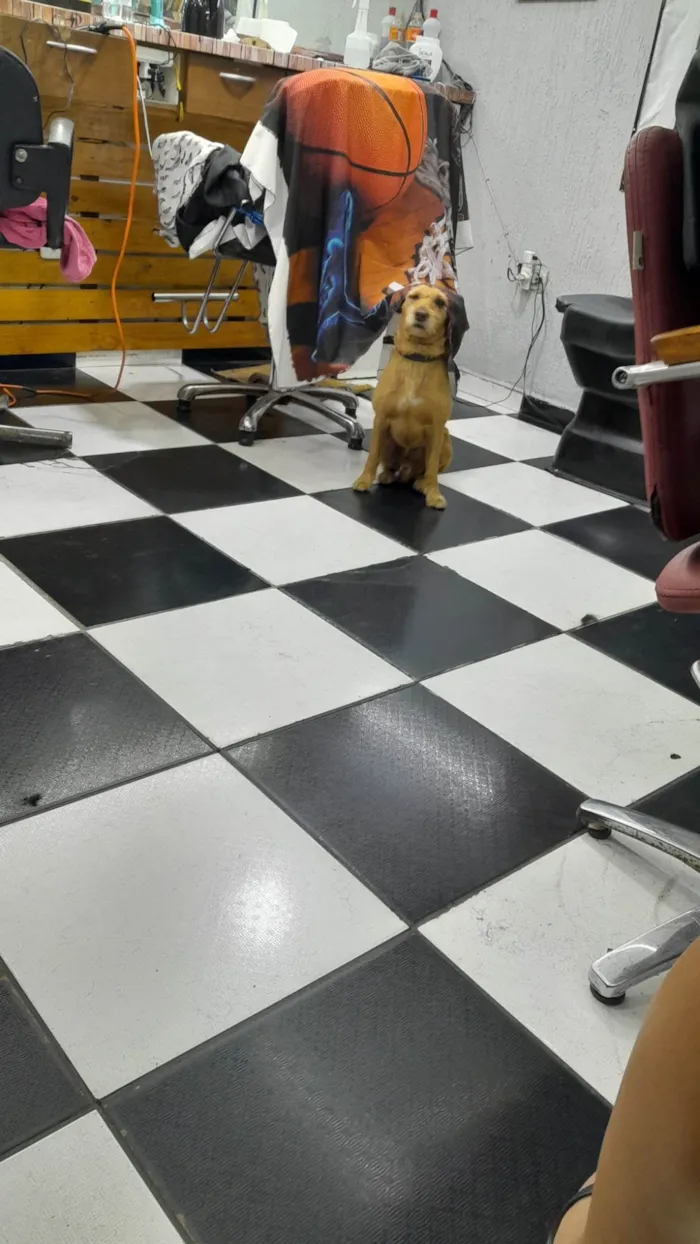 Cachorro ra a SRD-ViraLata idade 7 a 11 meses nome THOR