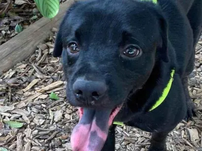 Cachorro raça SRD-ViraLata idade 2 anos nome Pretinho