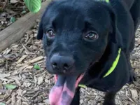 Cachorro ra a SRD-ViraLata idade 2 anos nome Pretinho