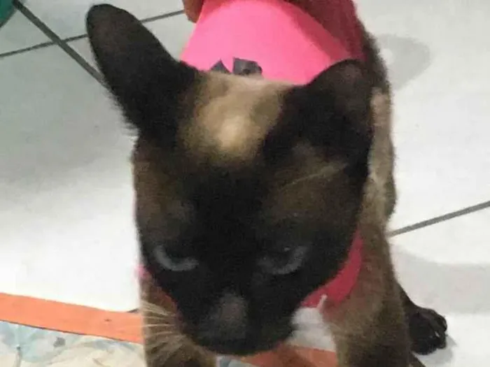 Gato ra a SRD-ViraLata idade 7 a 11 meses nome Mel