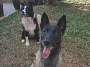 Cachorro raça Pastor Alemão idade 2 anos nome warlen douglas santos