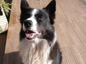 Cachorro raça SRD-ViraLata idade 4 anos nome Thor