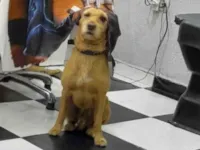 Cachorro raça SRD-ViraLata idade 7 a 11 meses nome THOR