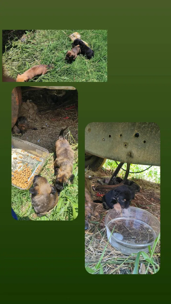 Cachorro ra a SRD-ViraLata idade Abaixo de 2 meses nome São 7 filhotes no total 