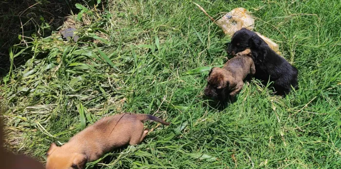 Cachorro ra a SRD-ViraLata idade Abaixo de 2 meses nome São 7 filhotes no total 