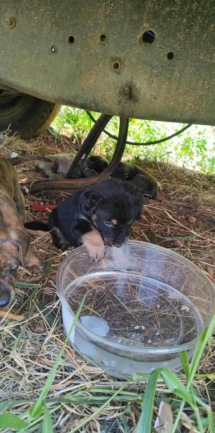 Cachorro ra a SRD-ViraLata idade Abaixo de 2 meses nome São 7 filhotes no total 