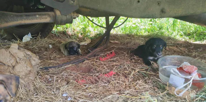 Cachorro ra a SRD-ViraLata idade Abaixo de 2 meses nome São 7 filhotes no total 