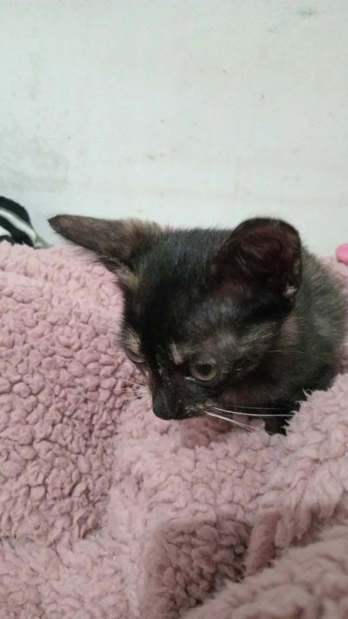 Gato raça SRD-ViraLata idade Abaixo de 2 meses nome Não tem ainda