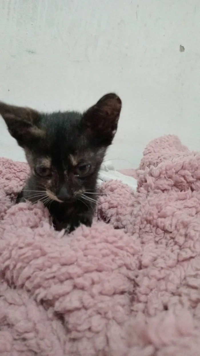 Gato raça SRD-ViraLata idade Abaixo de 2 meses nome Não tem ainda