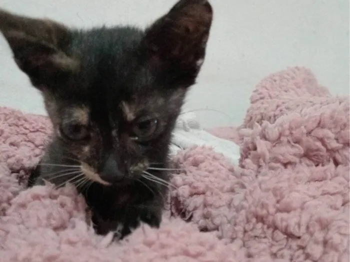 Gato raça SRD-ViraLata idade Abaixo de 2 meses nome Não tem ainda