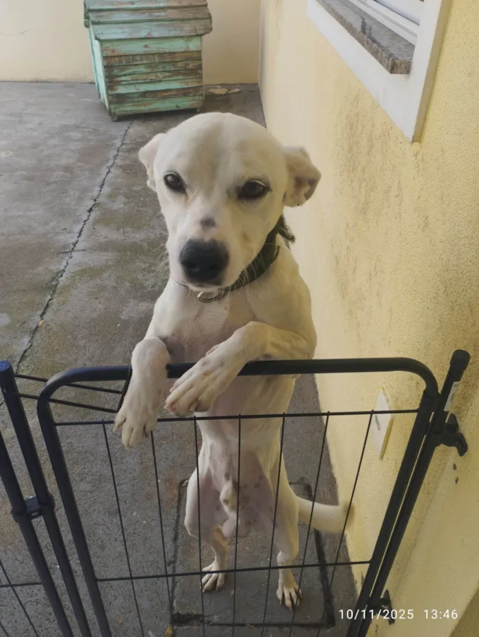 Cachorro ra a SRD-ViraLata idade 3 anos nome Marshall 