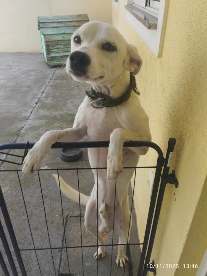 Cachorro ra a SRD-ViraLata idade 3 anos nome Marshall 