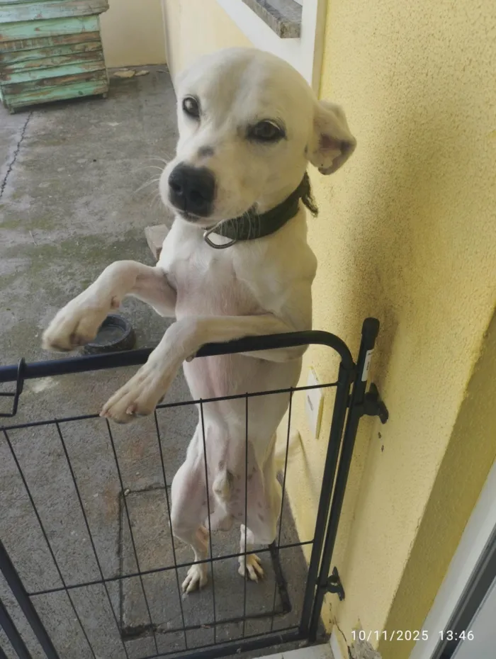 Cachorro ra a SRD-ViraLata idade 3 anos nome Marshall 