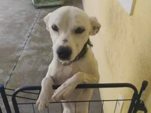 Cachorro raça SRD-ViraLata idade 3 anos nome Marshall 