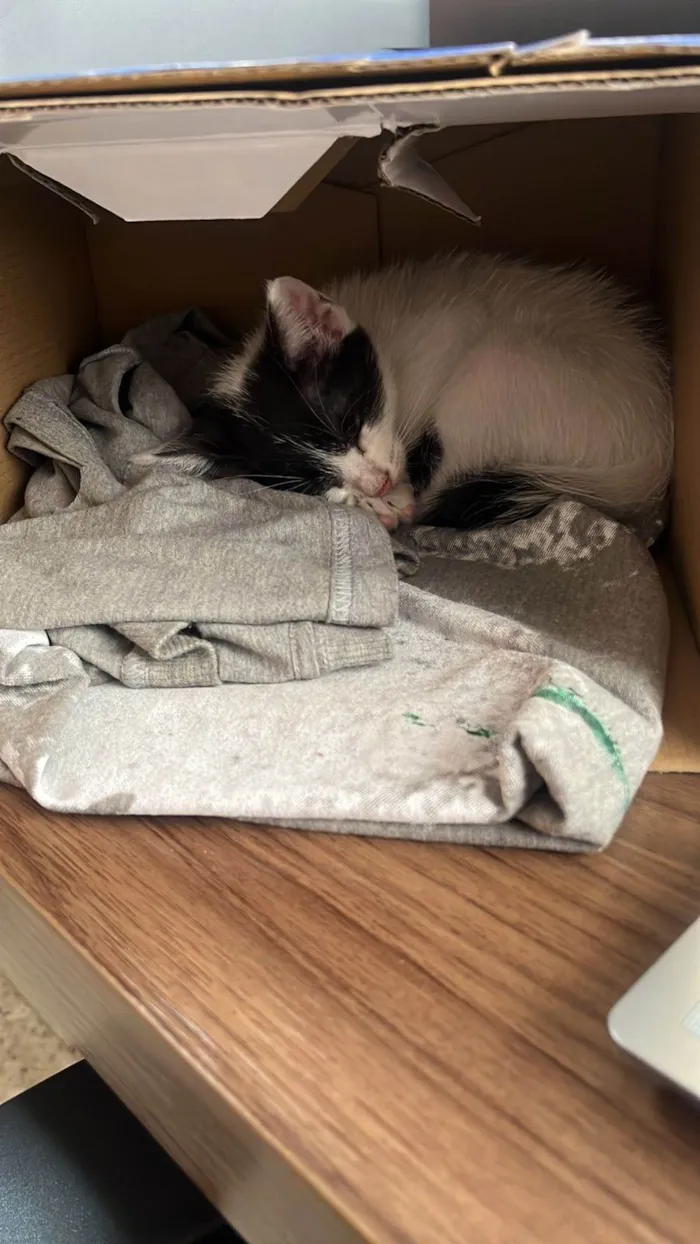 Gato ra a SRD-ViraLata idade 2 a 6 meses nome Sem nome