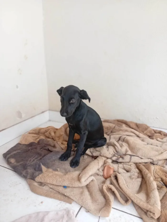 Cachorro raça Pastor Alemão idade 2 a 6 meses nome Cristal 