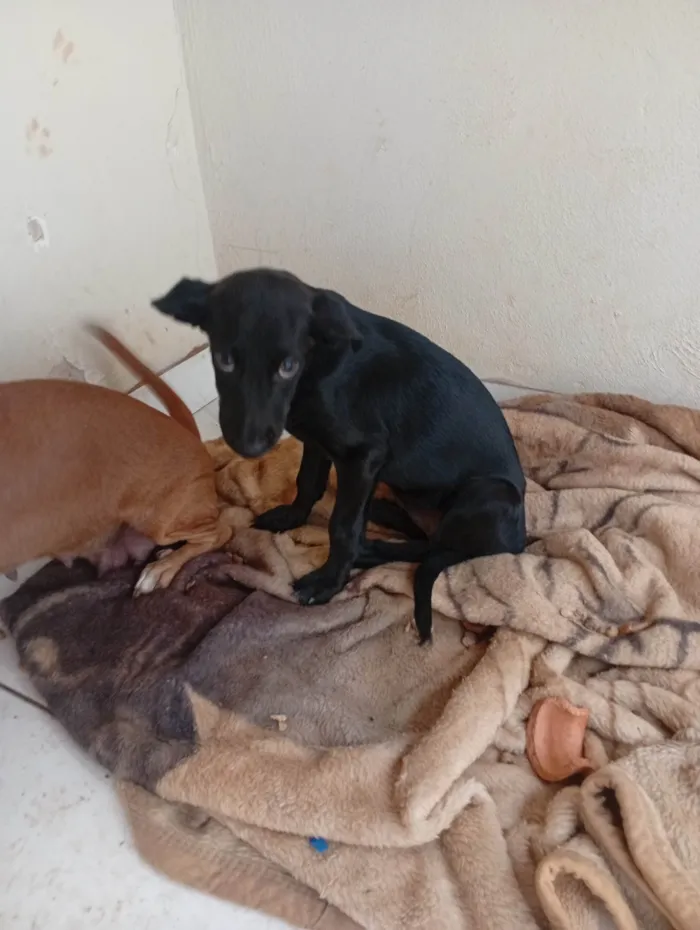 Cachorro raça Pastor Alemão idade 2 a 6 meses nome Cristal 