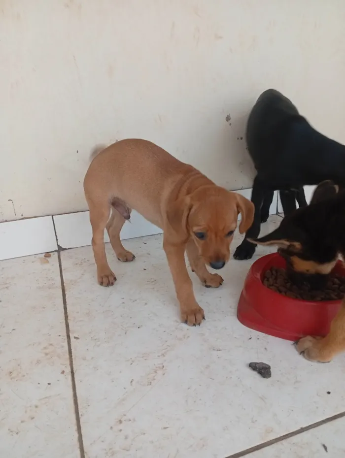 Cachorro raça SRD-ViraLata idade 2 a 6 meses nome Sabino 