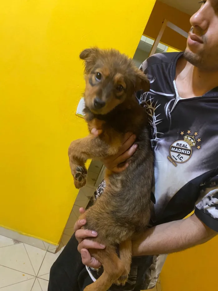 Cachorro raça Chow Chow idade 7 a 11 meses nome Estelar 