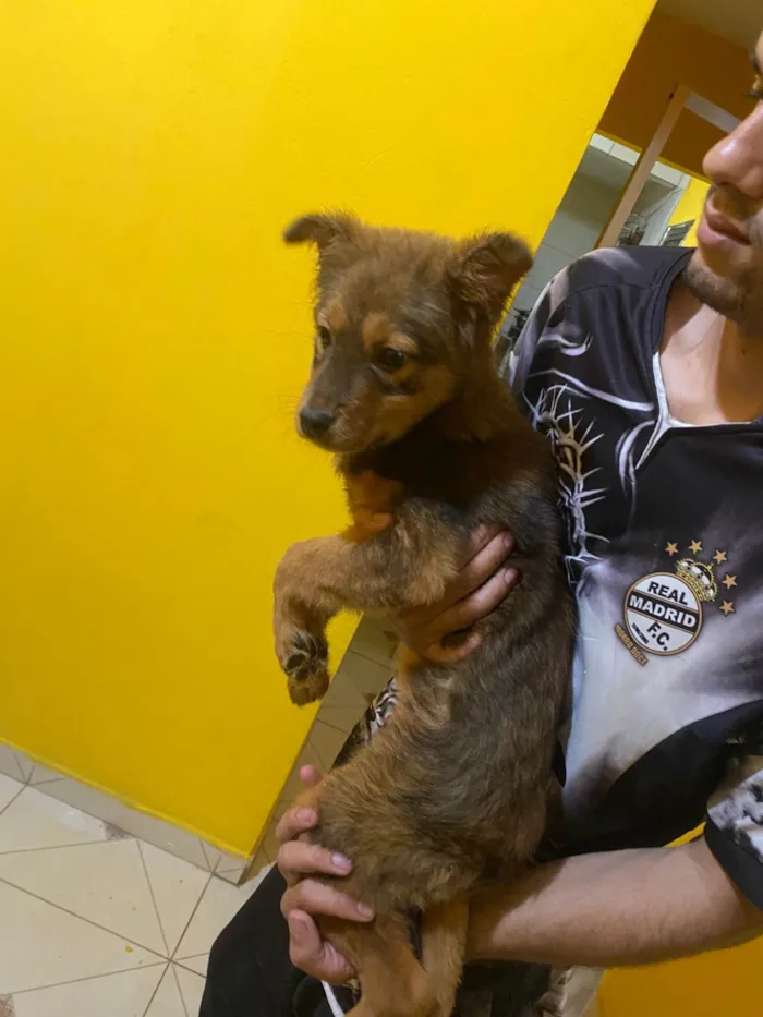 Cachorro raça Chow Chow idade 7 a 11 meses nome Estelar 