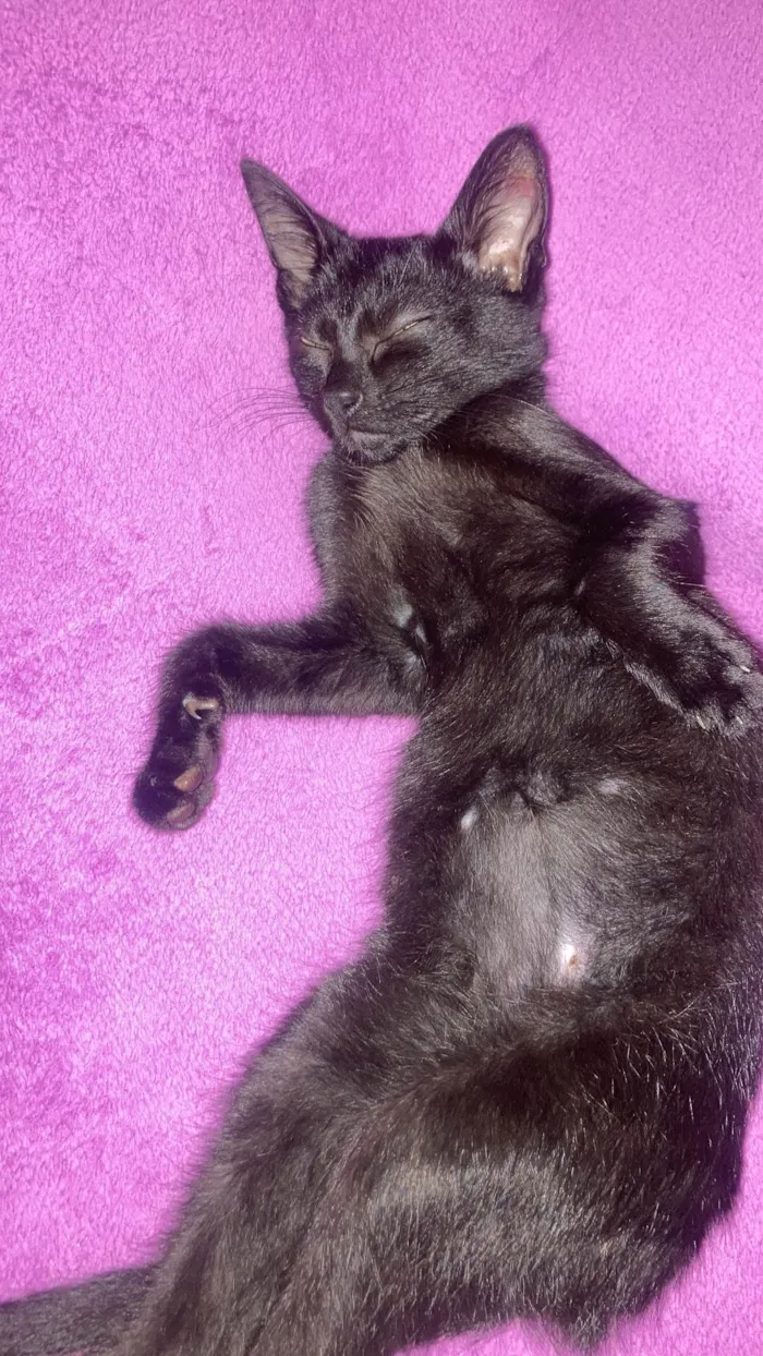 Gato ra a SRD-ViraLata idade 2 a 6 meses nome Pretinho