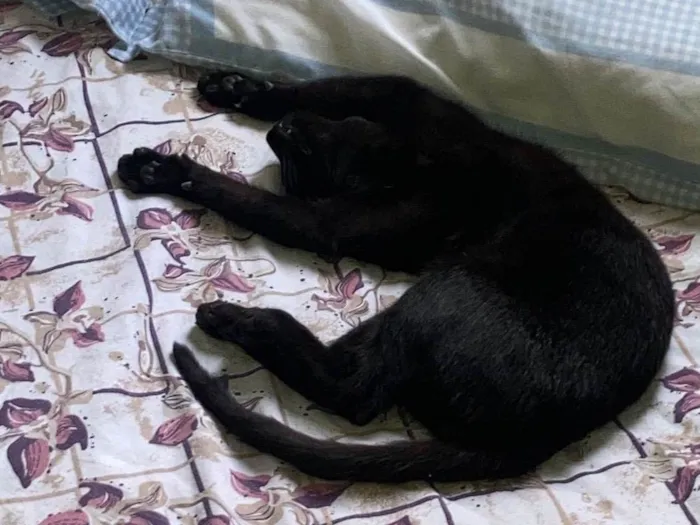 Gato ra a SRD-ViraLata idade 2 a 6 meses nome Pretinho