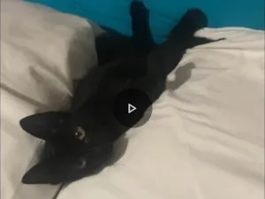 Gato raça SRD-ViraLata idade 2 a 6 meses nome Pretinho