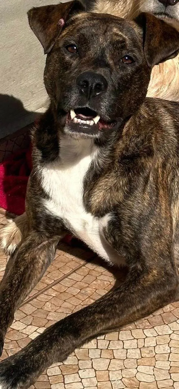 Cachorro ra a SRD-ViraLata idade 3 anos nome Shelby