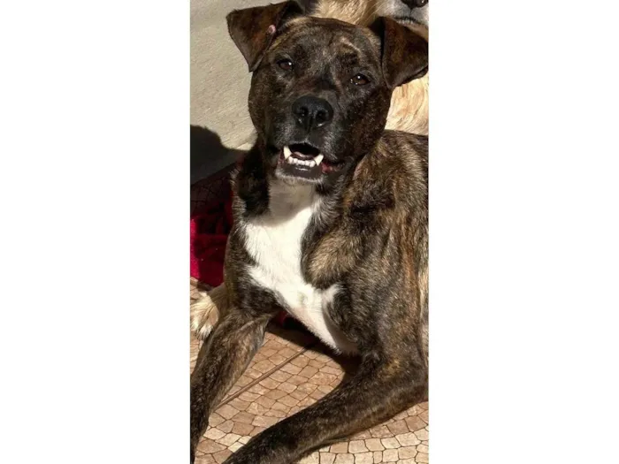 Cachorro ra a SRD-ViraLata idade 3 anos nome Shelby