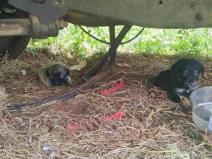 Cachorro raça SRD-ViraLata idade Abaixo de 2 meses nome São 7 filhotes no total 