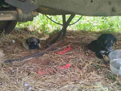 Cachorro raça SRD-ViraLata idade Abaixo de 2 meses nome São 7 filhotes no total 