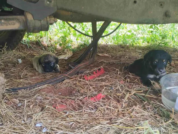 Cachorro ra a SRD-ViraLata idade Abaixo de 2 meses nome São 7 filhotes no total 