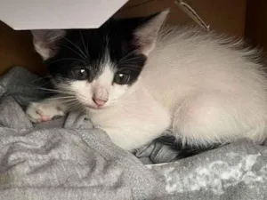 Gato raça SRD-ViraLata idade 2 a 6 meses nome Sem nome