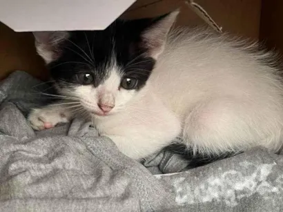 Gato raça SRD-ViraLata idade 2 a 6 meses nome Sem nome