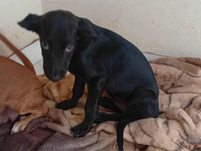 Cachorro raça Pastor Alemão idade 2 a 6 meses nome Cristal 