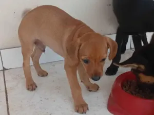 Cachorro raça SRD-ViraLata idade 2 a 6 meses nome Sabino 