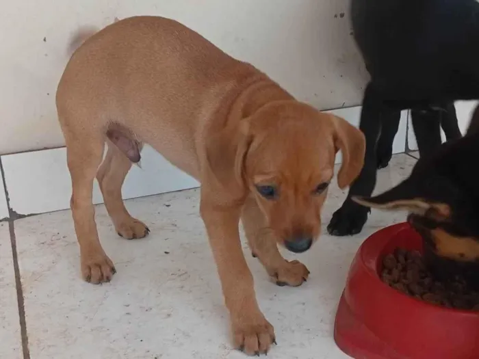 Cachorro raça SRD-ViraLata idade 2 a 6 meses nome Sabino 